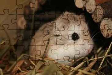 un hermoso hamster jigsaw puzzle