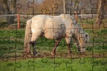 Foto jigsaw puzzle