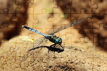 Orthetrum julia jigsaw puzzle