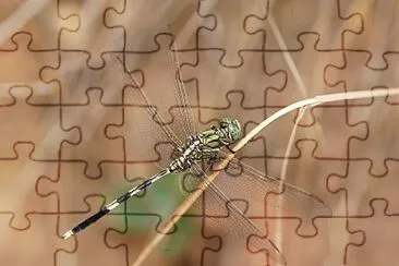 Orthetrum sabina jigsaw puzzle