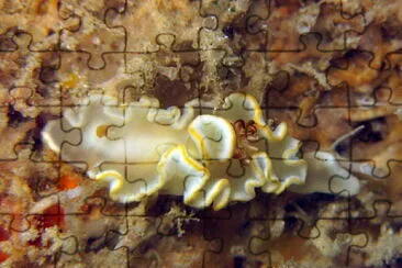 Noumea angustoleta jigsaw puzzle