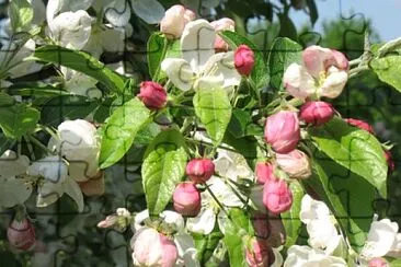 פאזל של malus baccata