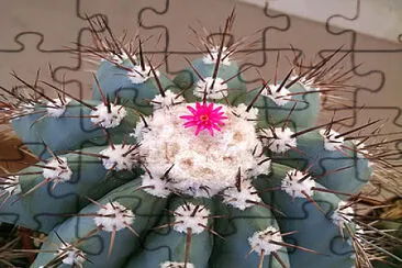 melocactus