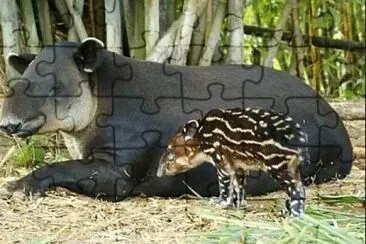 Tapir