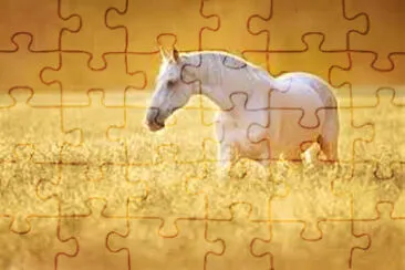 contraste jigsaw puzzle