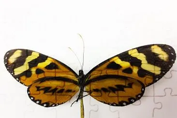 Mariposa