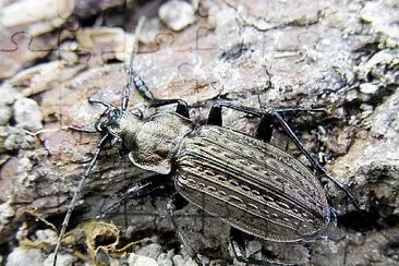 Carabus granulatus