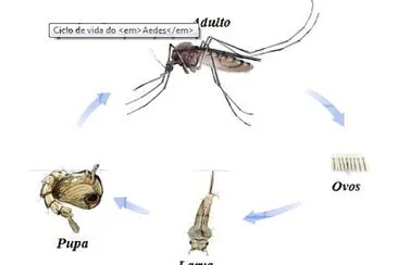 Aedes Aegypti