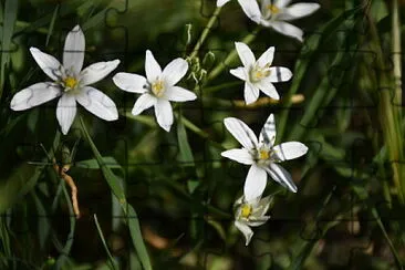 fiori jigsaw puzzle