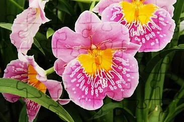 miltonia