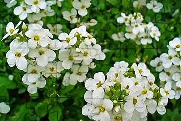 nasturtium officinalis jigsaw puzzle