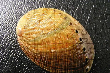 Haliotis walallensis