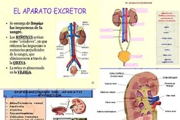 פאזל של Sistema excretor