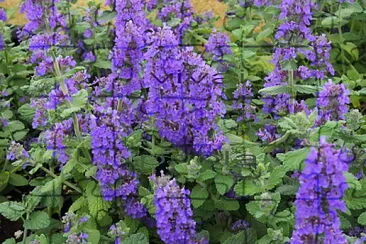 nepeta jigsaw puzzle