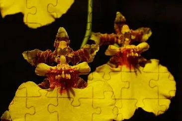 oncidium