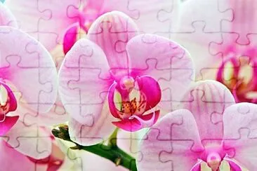 orchidea jigsaw puzzle