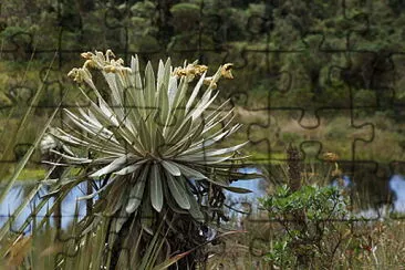 FrailejÃ³n