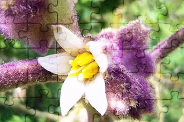 Flor de Lulo jigsaw puzzle