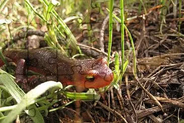 פאזל של Salamandra