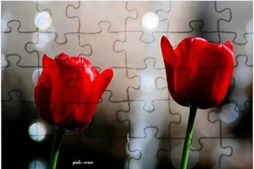 tulip jigsaw puzzle