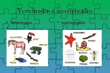 ANIMALES VERTEBRADOS