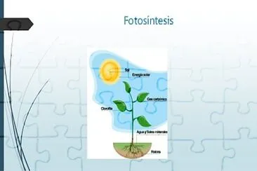 FOTOSINTESIS