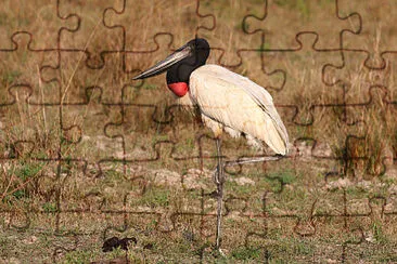 פאזל של Cicogna jabiru