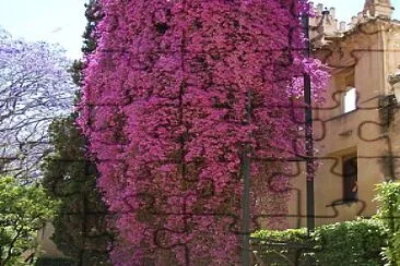 Bougainvilea in Andalucia