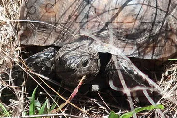 Gopher Tortoise