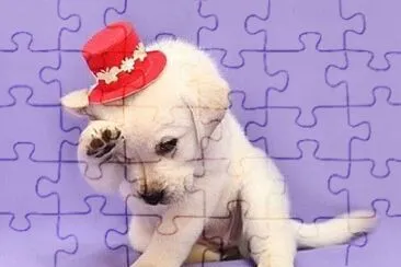 Is a little dog jigsaw puzzle