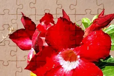 Rosa del desierto jigsaw puzzle