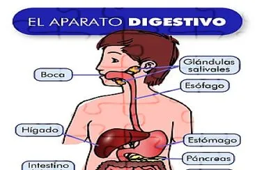 SISTEMA DIGESTIVO