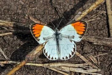 Colotis evagore