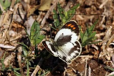 Colotis pallene