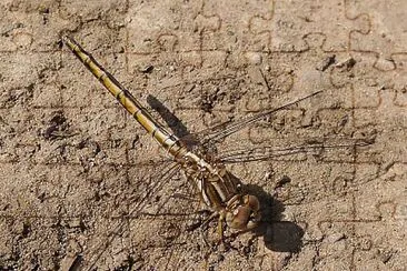 Orthetrum taeniolatum