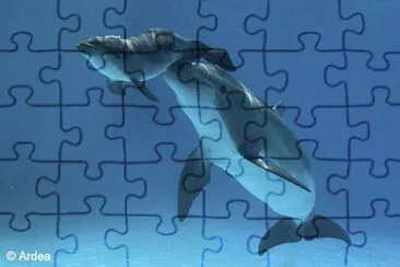 dolphin mother jigsaw puzzle