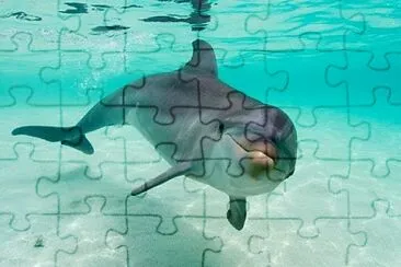 Beauty Dolphin jigsaw puzzle