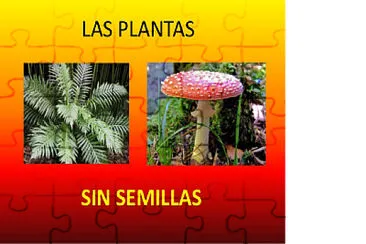 PLANTAS SIN SEMILLA