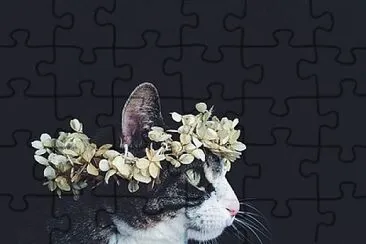 gato jigsaw puzzle