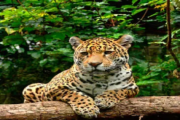 jaguar jigsaw puzzle