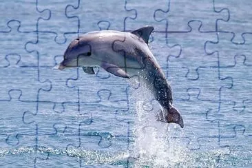 dolphin jump jigsaw puzzle