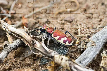 Cicindela formosa