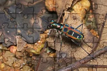 Cicindela du ponti