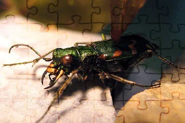 Cicindela gallica