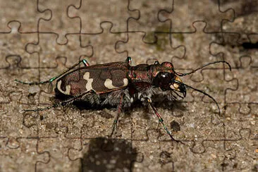 Cicindela hydrida