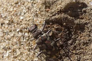 Cicindela marittima