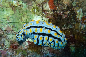 Phyllidia varicosa jigsaw puzzle