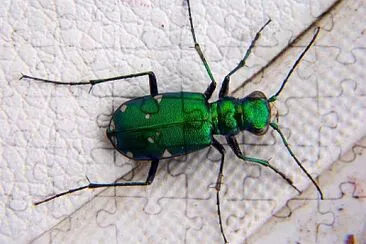 Cicindela sexguttata