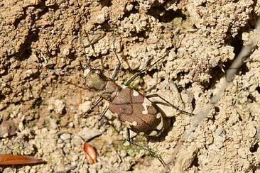 Cicindela sylvicola