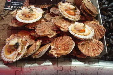 פאזל של Coquilles Saint-Jacques